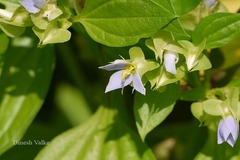 Exacum pedunculatum